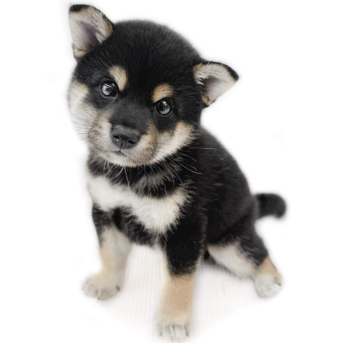 特別価格！【原画（額縁無し）】『バシルマ』（犬　柴犬） 93966-138-