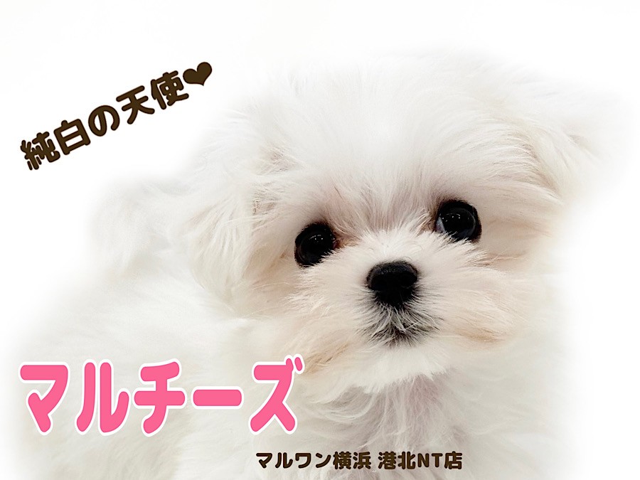 おさんぽワンワン マルチーズ おさんぽしよう！とことこワンちゃん マルチーズ | BANDAI TOYS