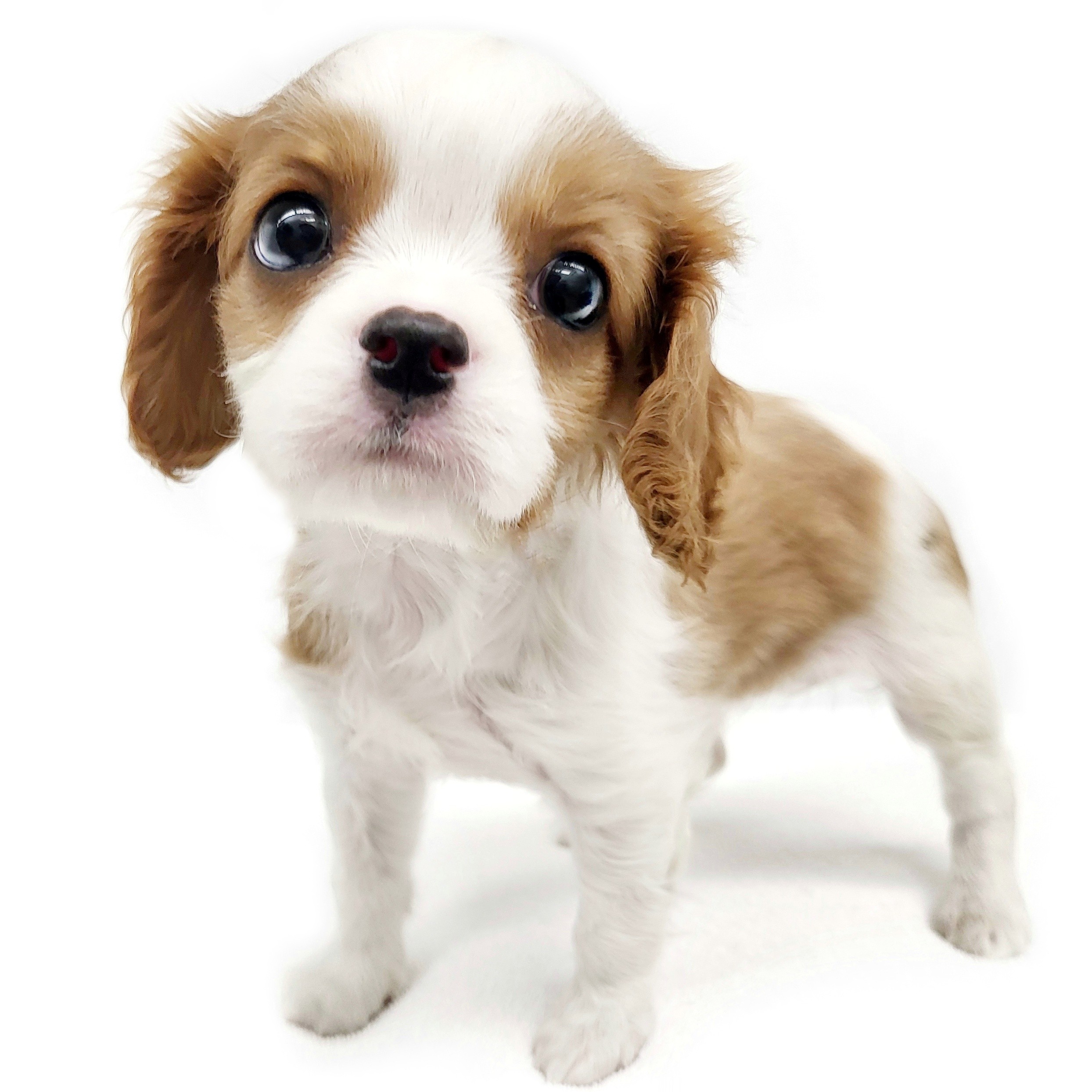 キャバリア・キングチャールズ・スパニエル | ペットショップ マルワン