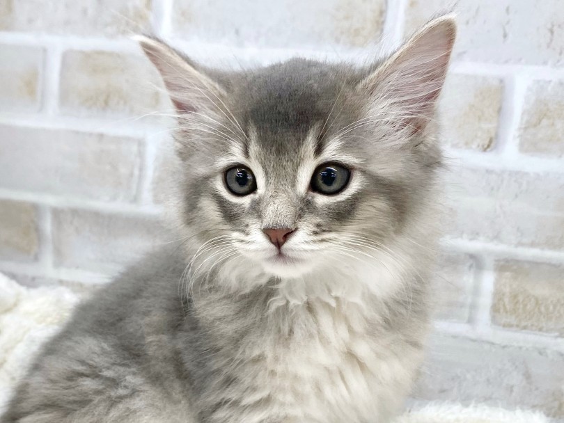 理想的な美形バランス | ソマリ （09-286） - 板橋 志村坂下店