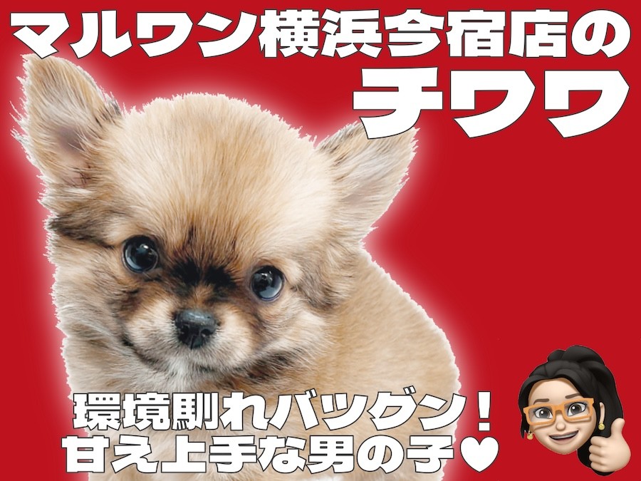 チワワ 】レッド＆ホワイトの爆毛！目ヂカラ最強の甘え上手な男の子が