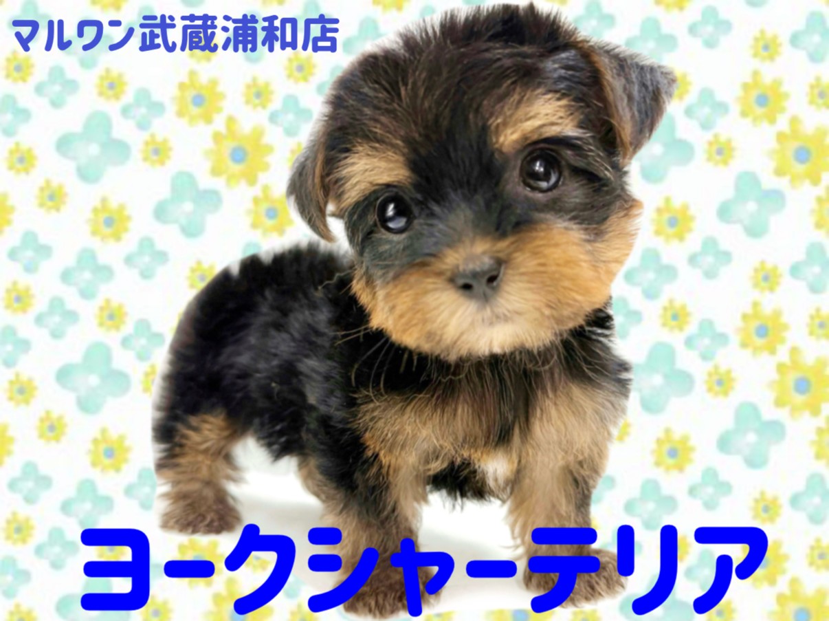 ヨークシャーテリア 】抜け毛が少ない童顔フェイスが可愛いヨーキーの
