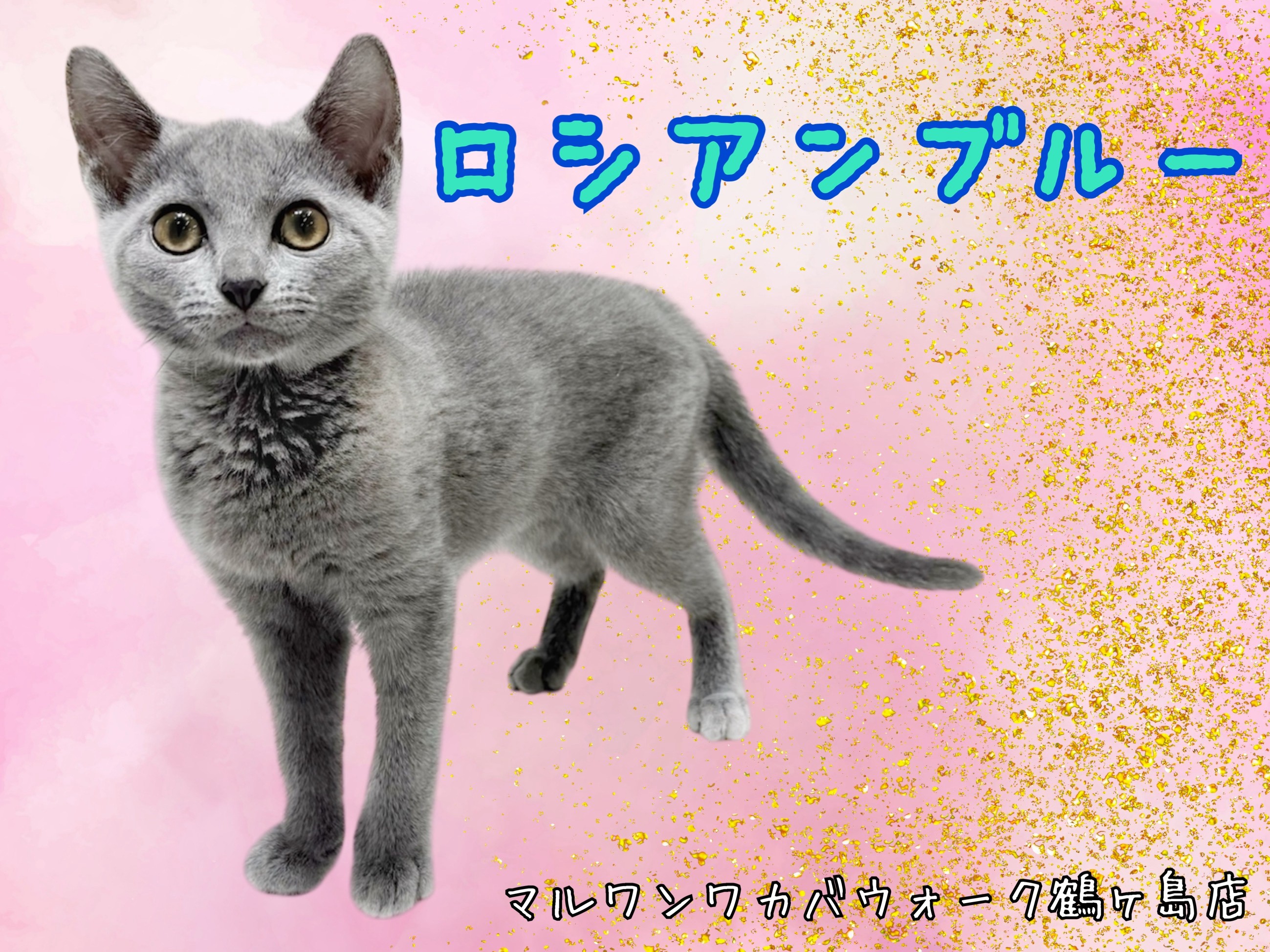 まんまるだにゃん！ マスコット ロシアンブルー 連投すまんな！こんにゃくやで！ 箱もそうだけど、布団も最高に