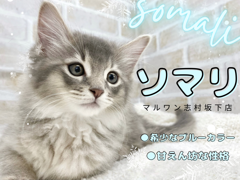 【 ソマリ 】ブルーカラーの神秘的なソマリくんがマルワン板橋志村坂下店に入店！