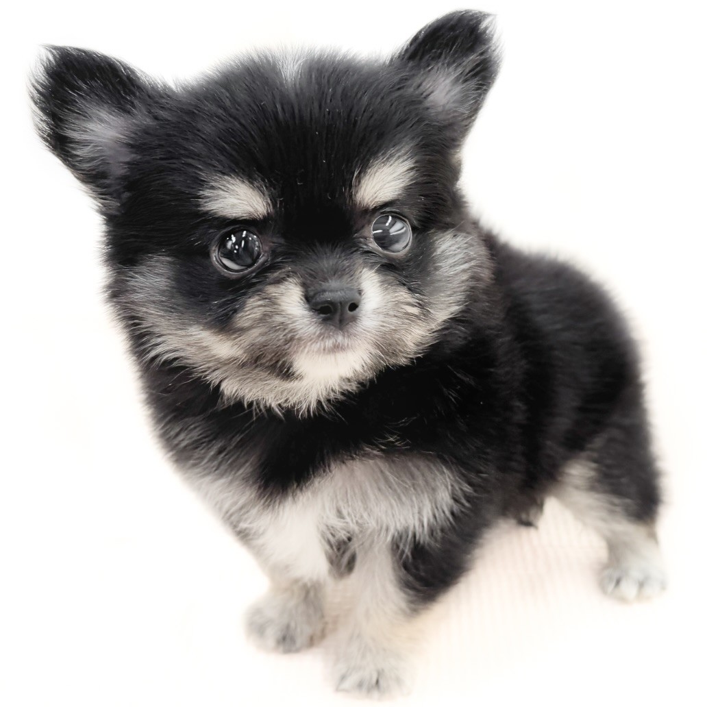 黒ねこ専用　パネル　チワワちゃん柄　45枚 黒ねこ専用 パネル チワワちゃん柄 45枚 チワワ ショートヘア