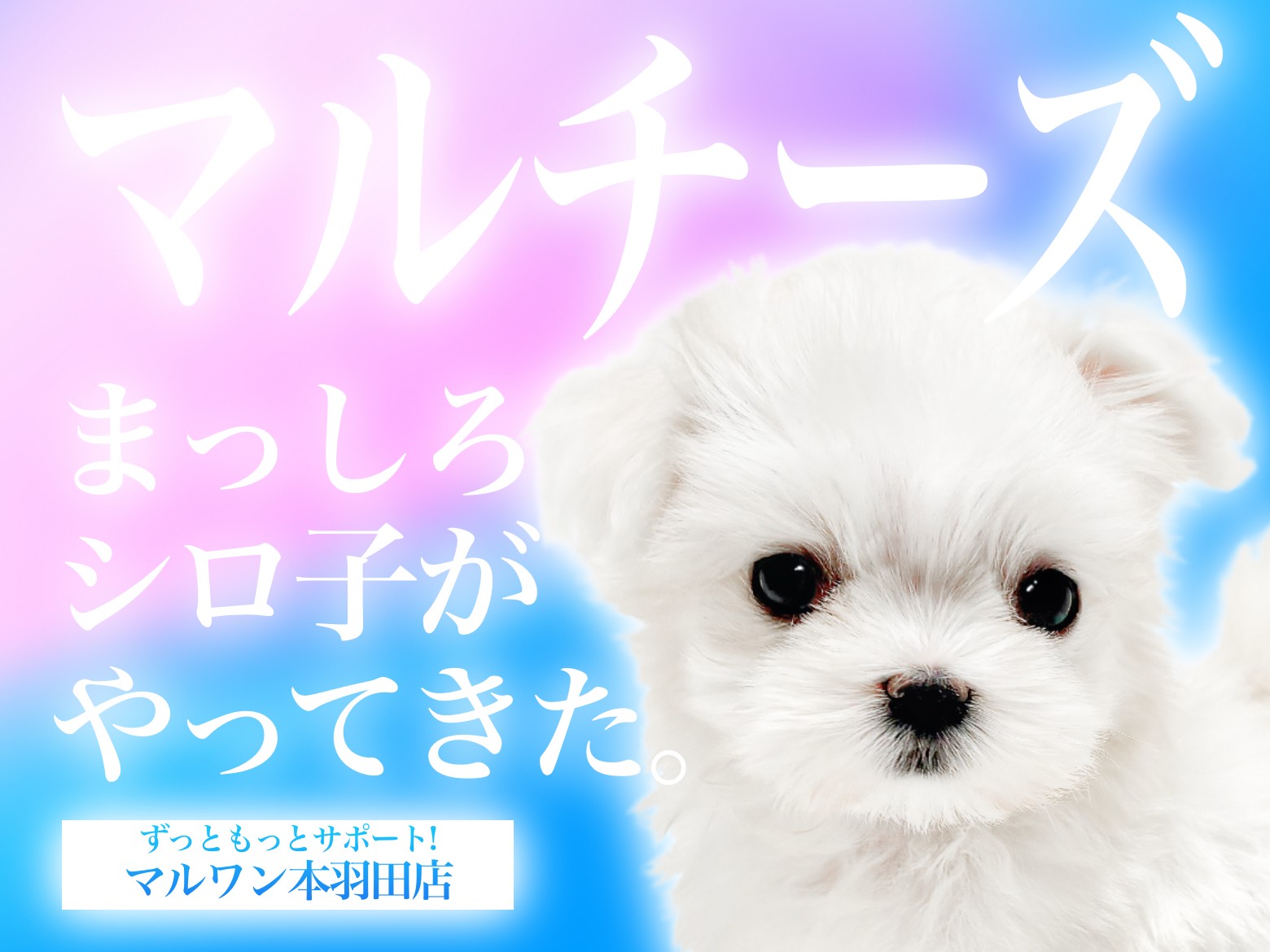 マルチーズ 】小さな純白の天使！甘えん坊な性格の女の子が仲間入り