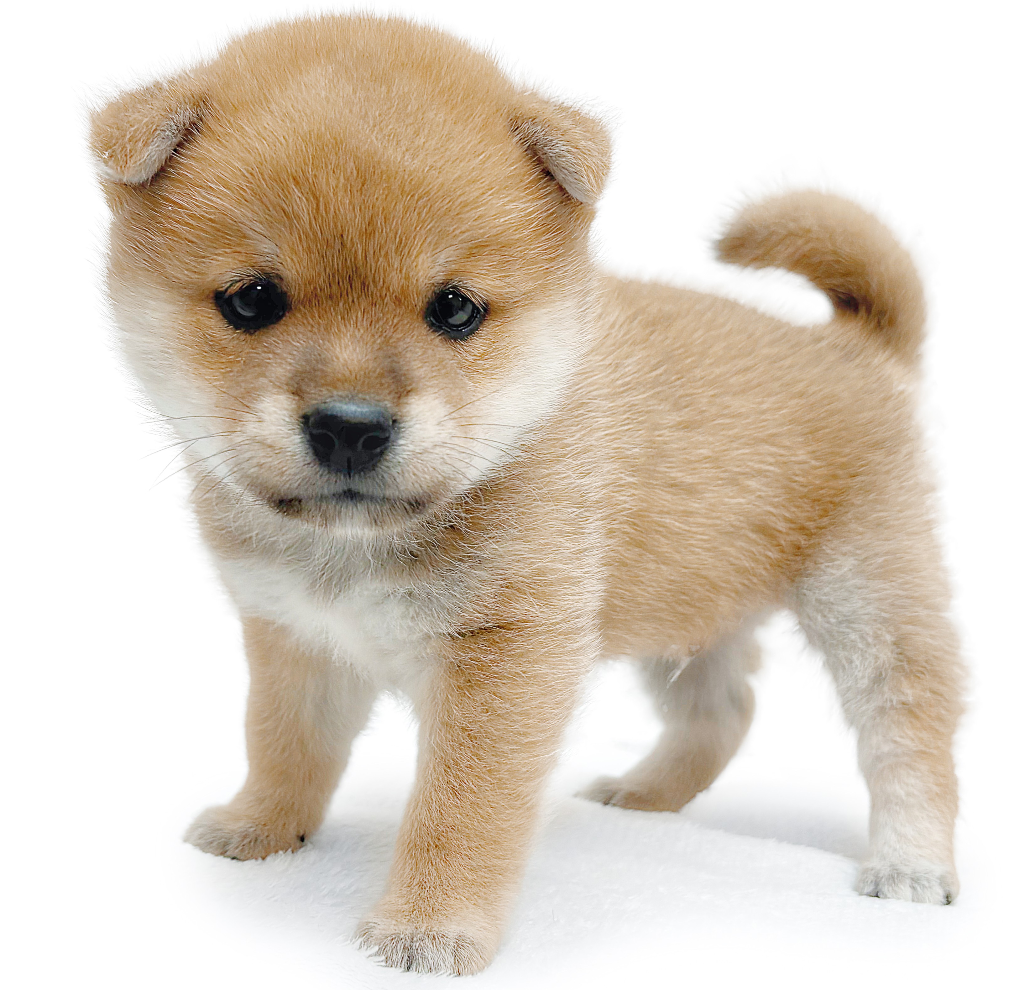 豆柴 | ペットショップ マルワン 小さめ子犬 美形な子猫 初心者安心の