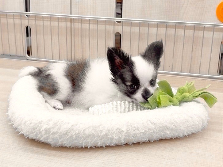 出会う機会が少ないので、会いに来てください | MIX犬 チワパピ （14-214） - 城山店