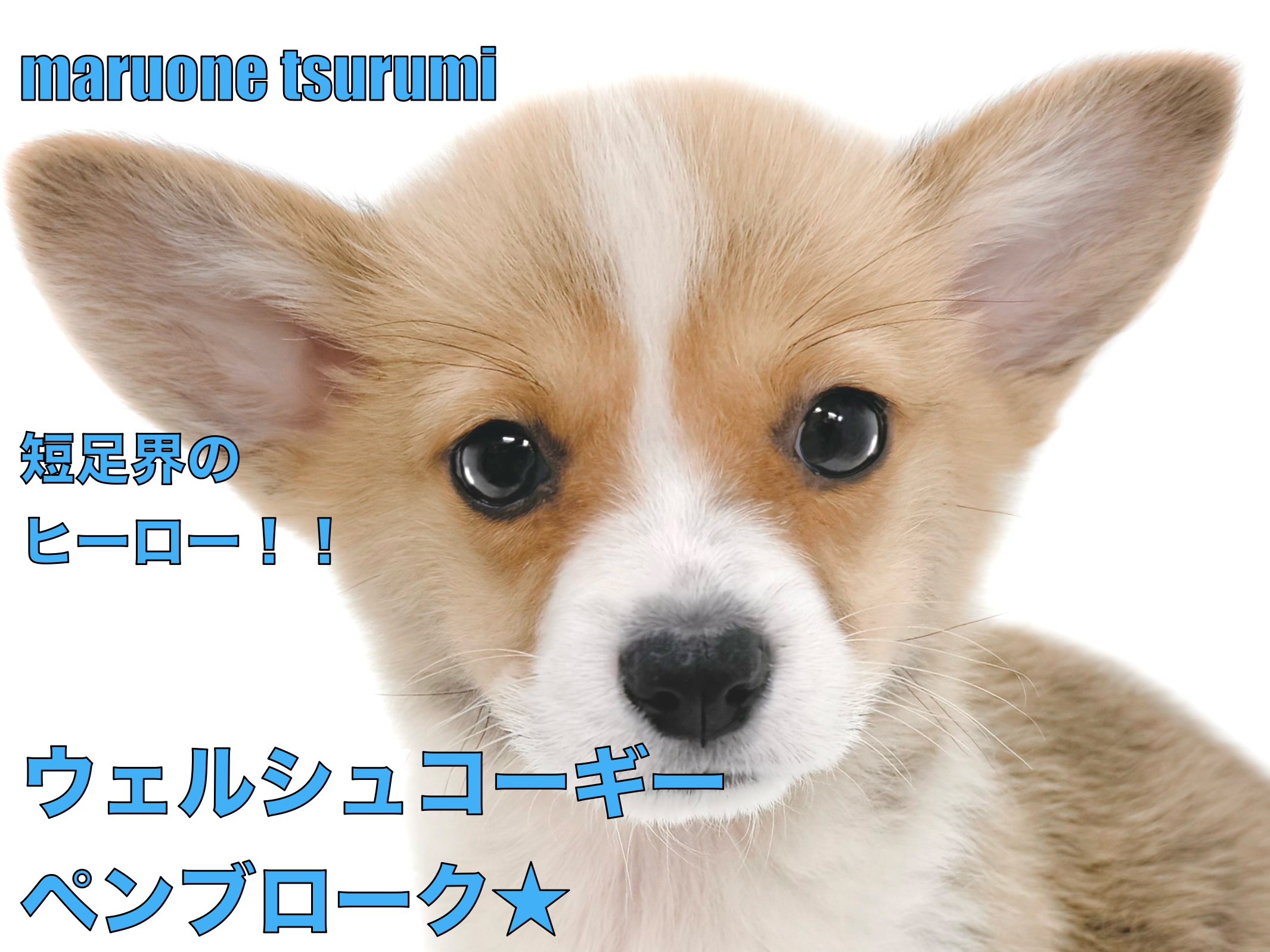 ウェルシュコーギーペンブローク 】チャーミングで魅力溢れる男の子