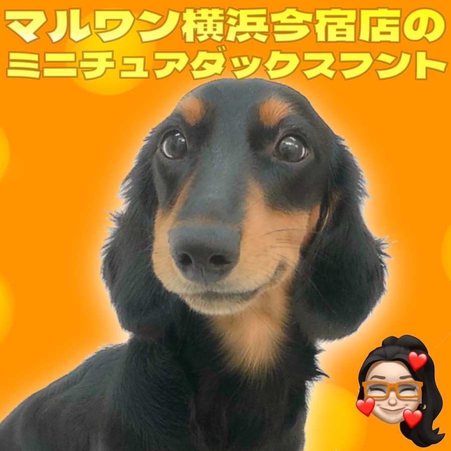 ミニチュアダックスフント 】もうすぐ生後7ヶ月！初心者必見の甘え上手