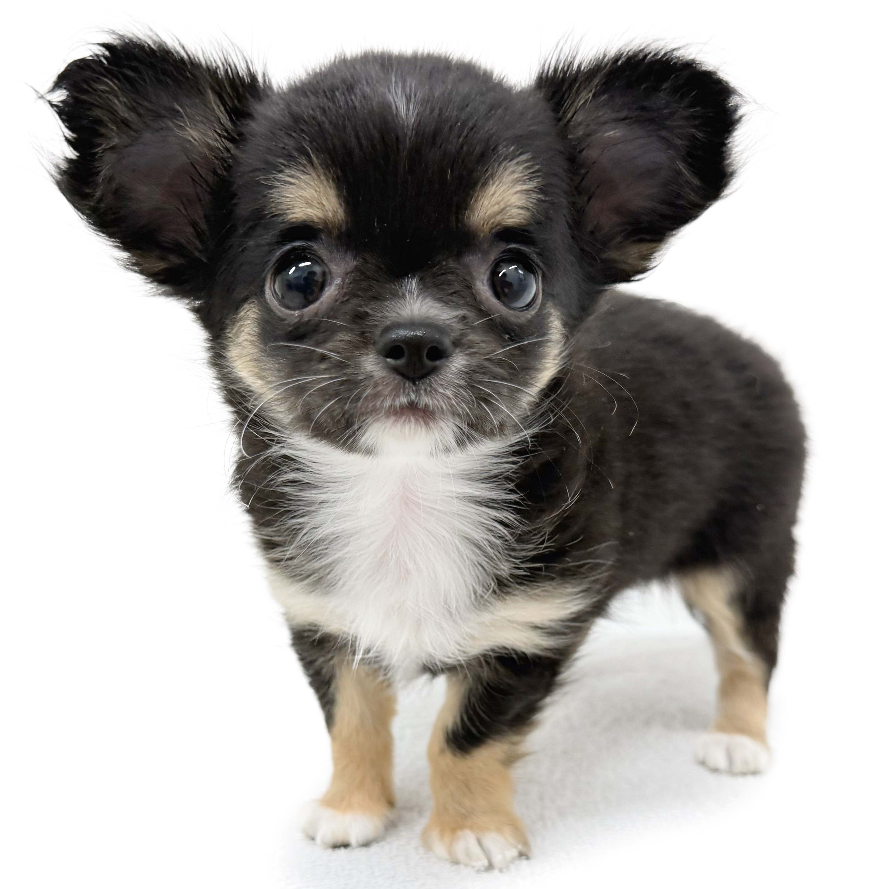 黒ねこ専用　パネル　チワワちゃん柄　45枚 チワワ | ペットショップ マルワン 小さめ子犬 美形な子猫