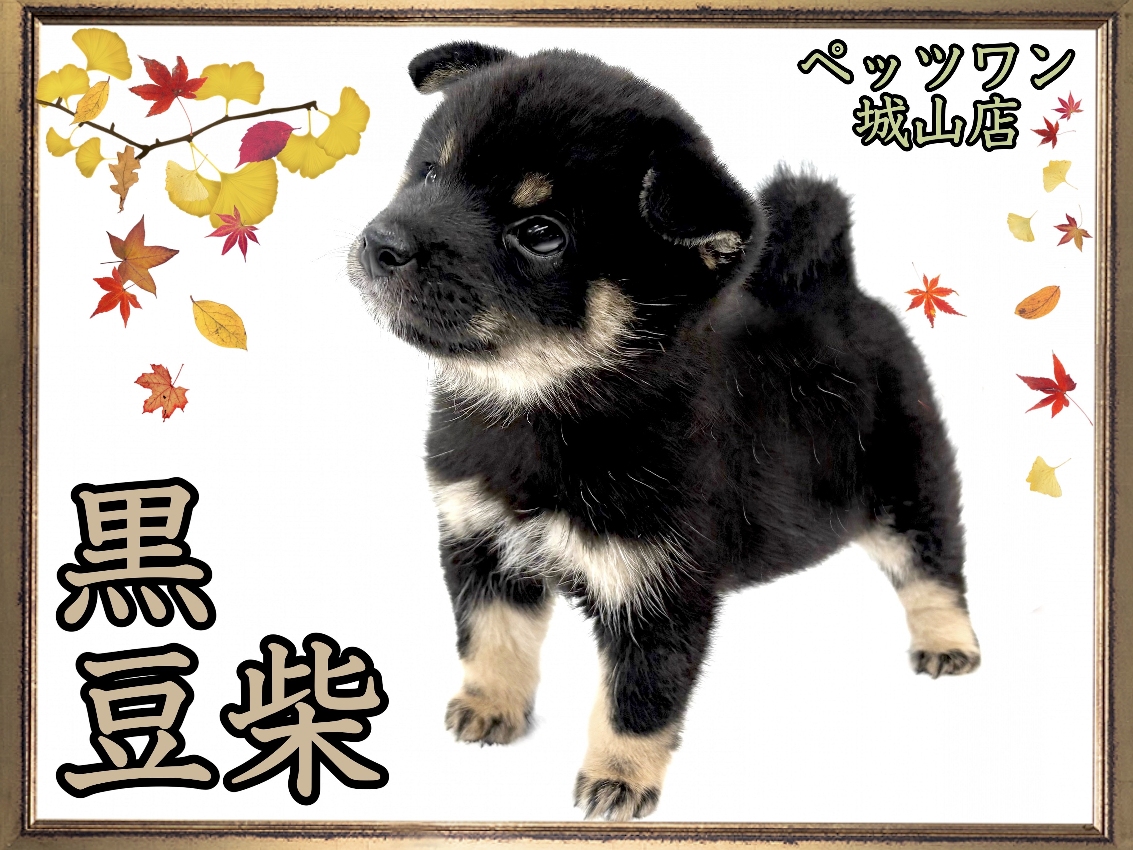 豆柴 神奈川県の豆柴｜男の子・2025/09/23生まれ・黒色（子犬ID：433305