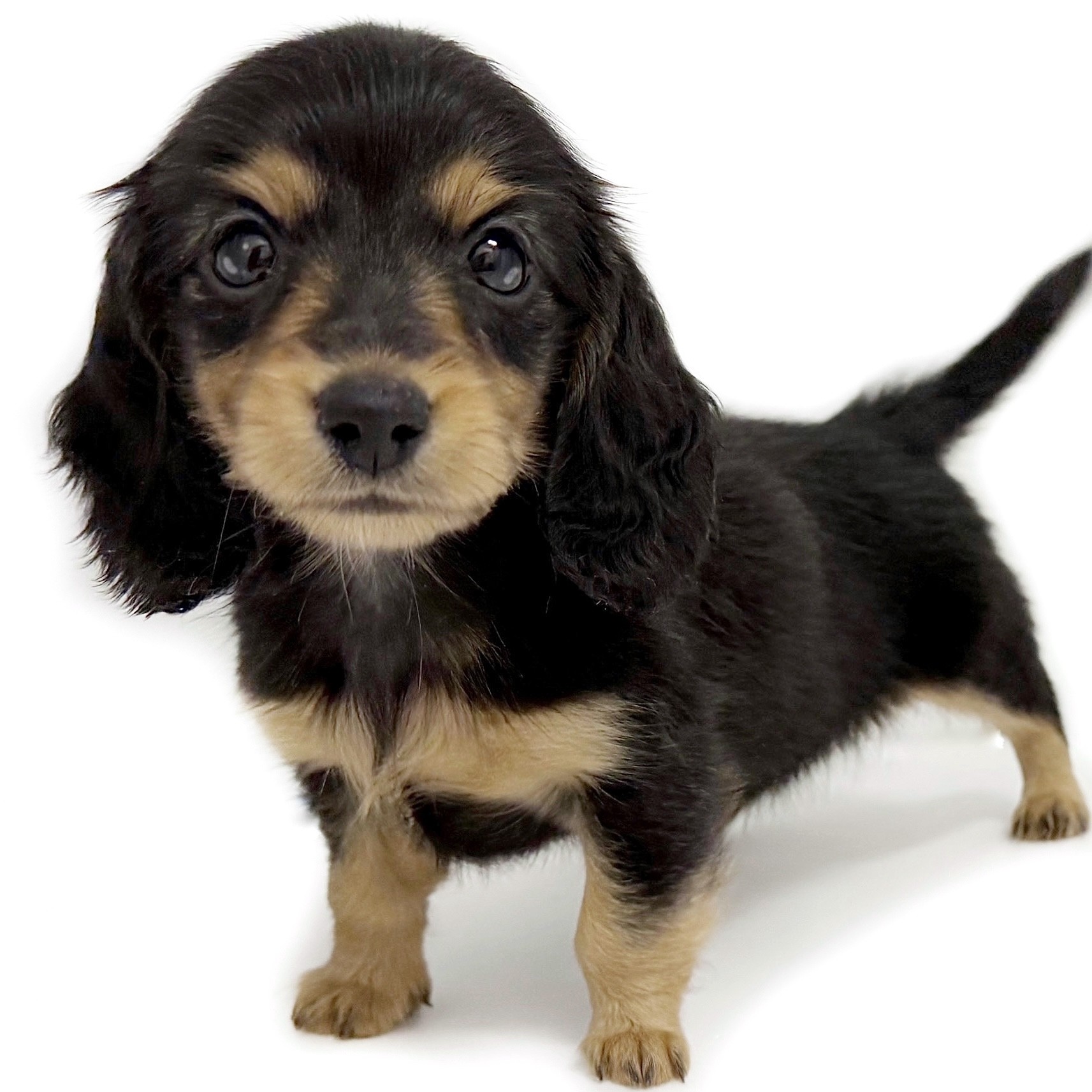 もこわんこ わんにゃんず・いぬ】モコくん 10月16日放送 - YouTube