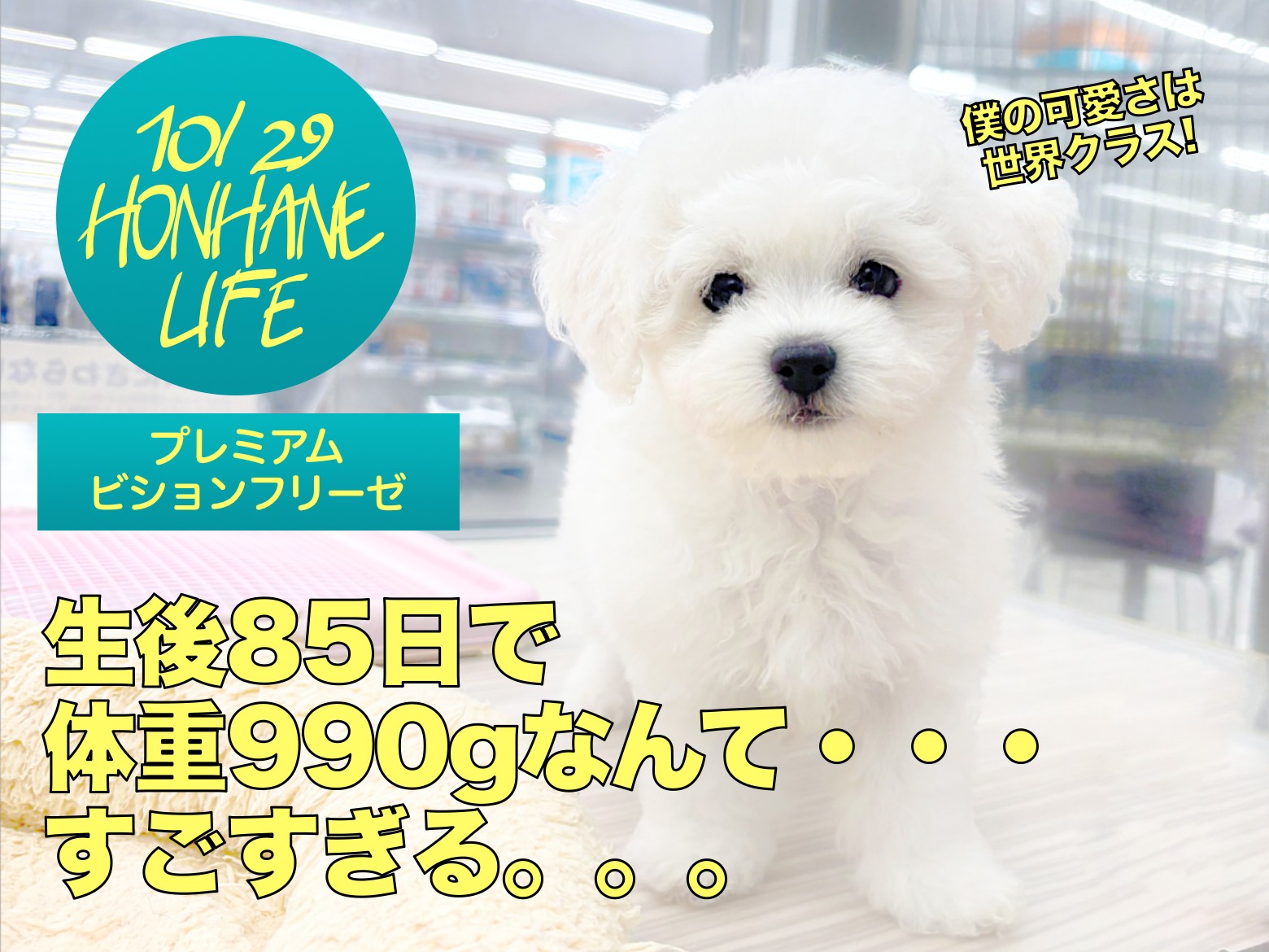 ビションフリーゼ 】生後85日で体重990g!世界クラスの可愛さは唯一無二