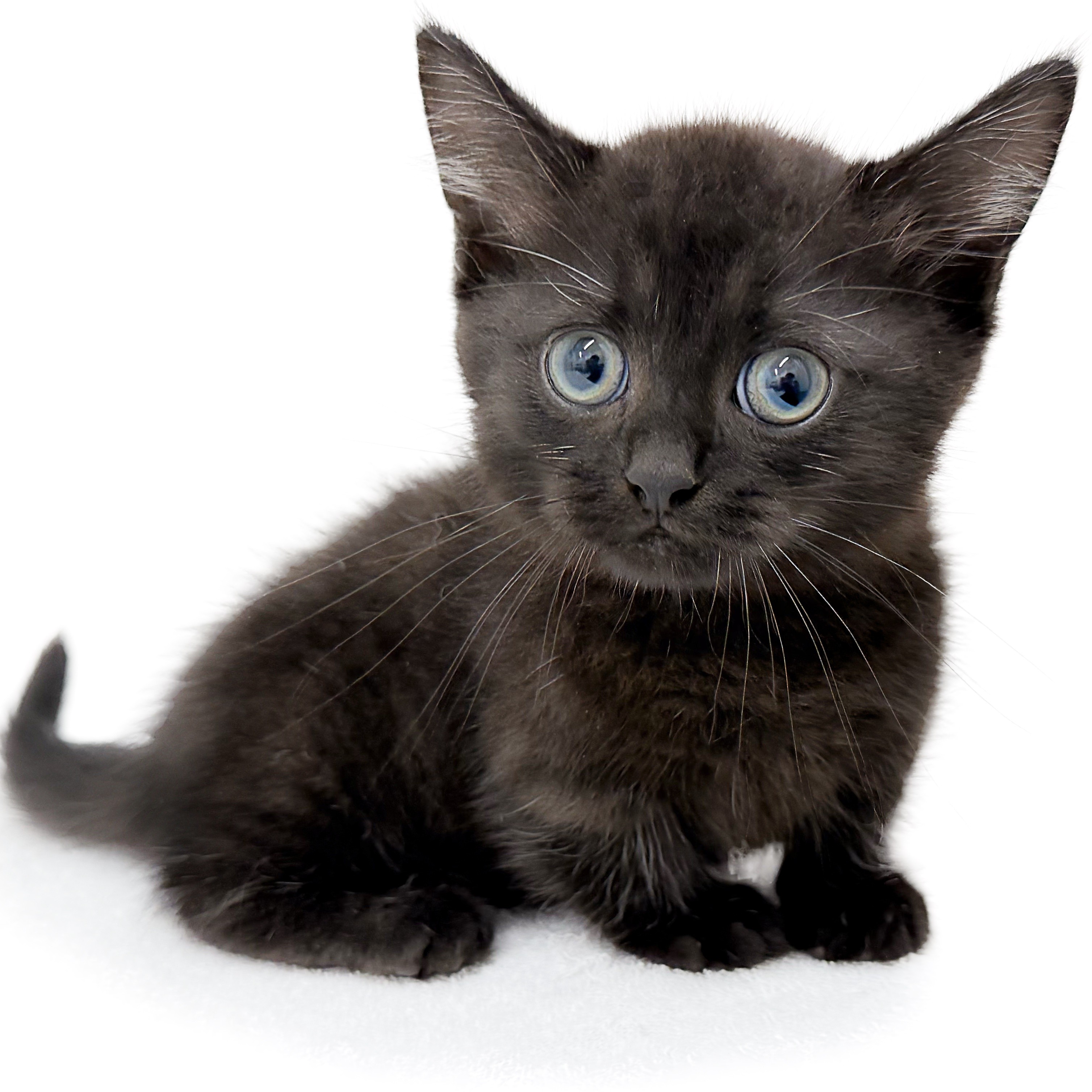 ミヌエット | ペットショップ マルワン 小さめ子犬 美形な子猫 初心者