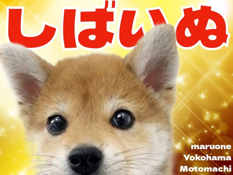 柴犬 】横浜元町店に可愛い末っ子気質な柴ちゃんがやってきた