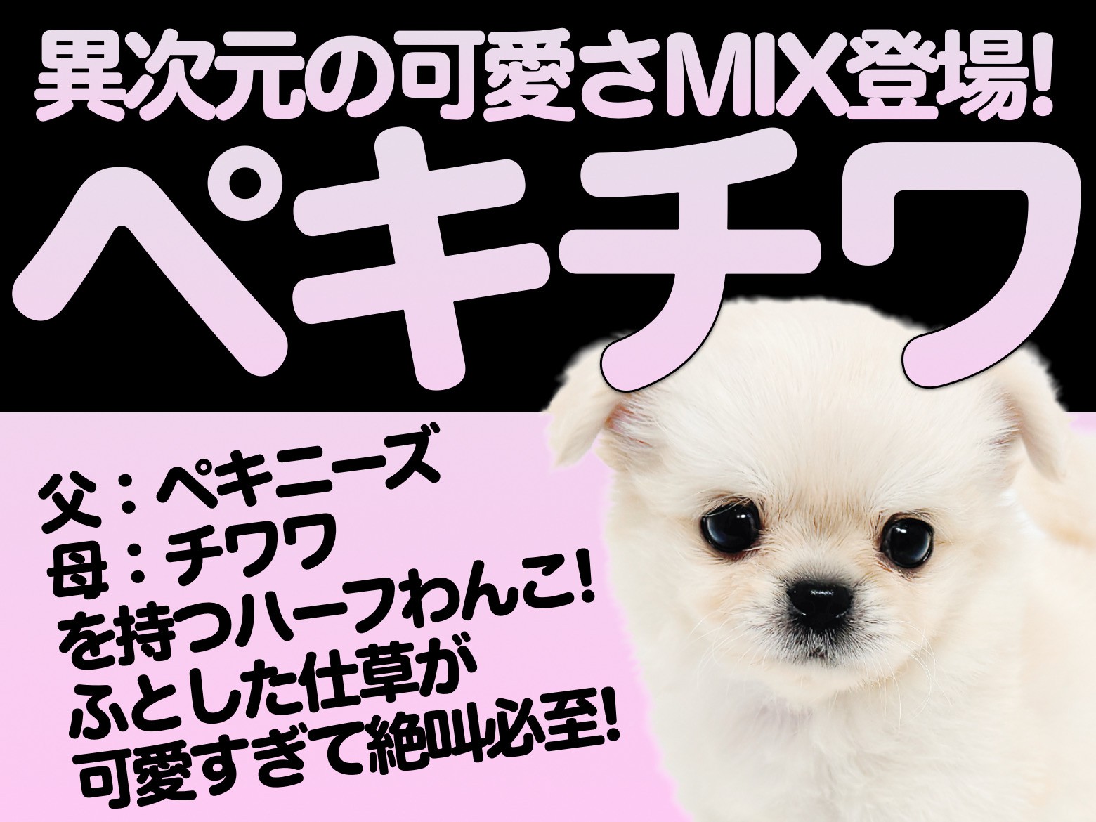MIX 】パパはペキニーズ・ママはチワワ！愛嬌たっぷりなペキチワちゃん