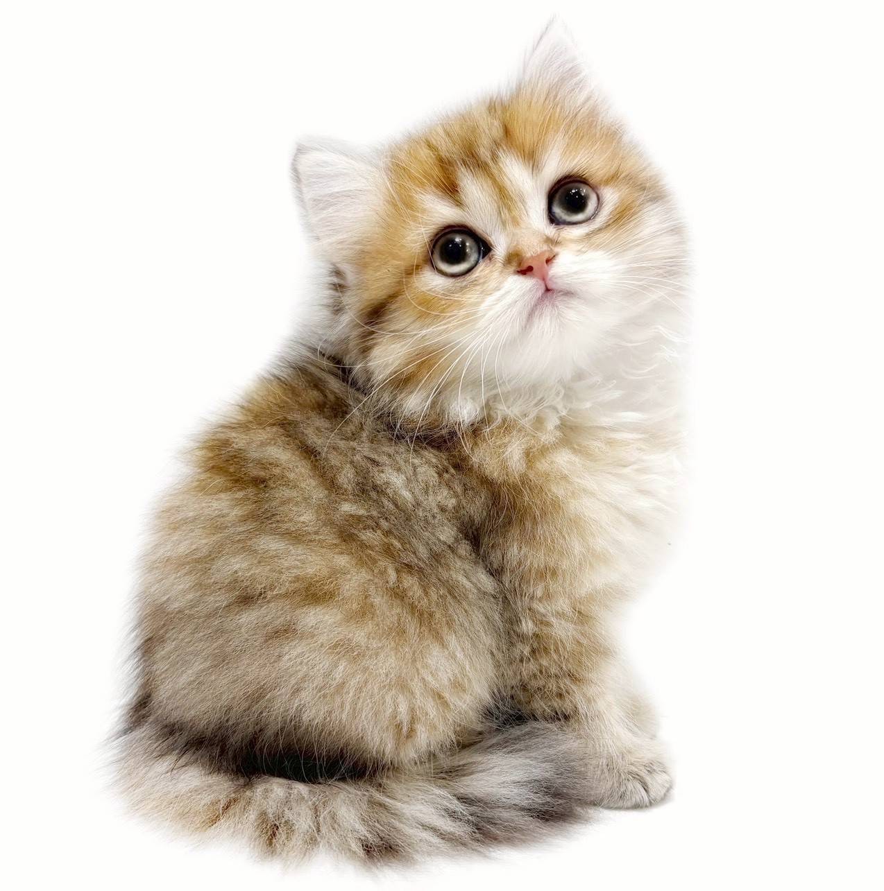 f8454cfa8ca0cebff64607b2173411