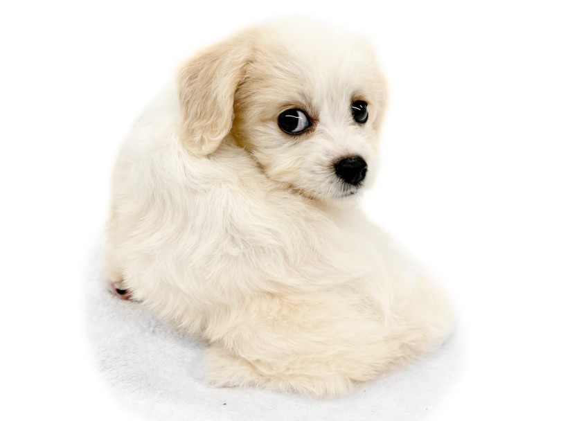 カラーは人気のブレンハイム | MIX犬 キャバション （14-222） - 城山店