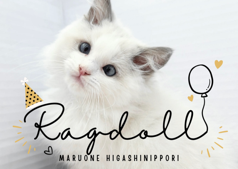 【 ラグドール 】アニメの世界から飛び出してきた!?コミカルな表情が最大の魅力!