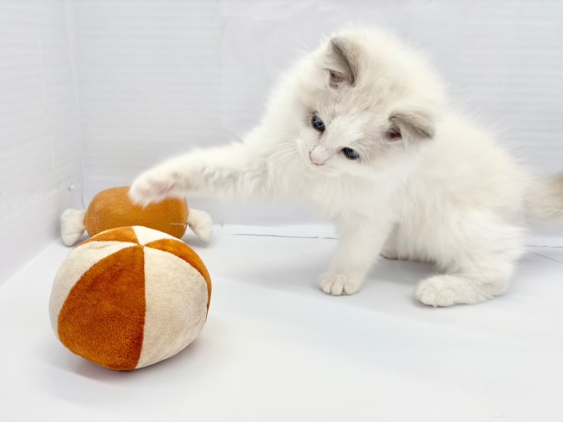 | ラグドール (10-176) - 東日暮里店