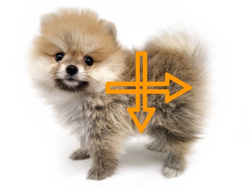 | ポメラニアン (17-279) - 高井戸店