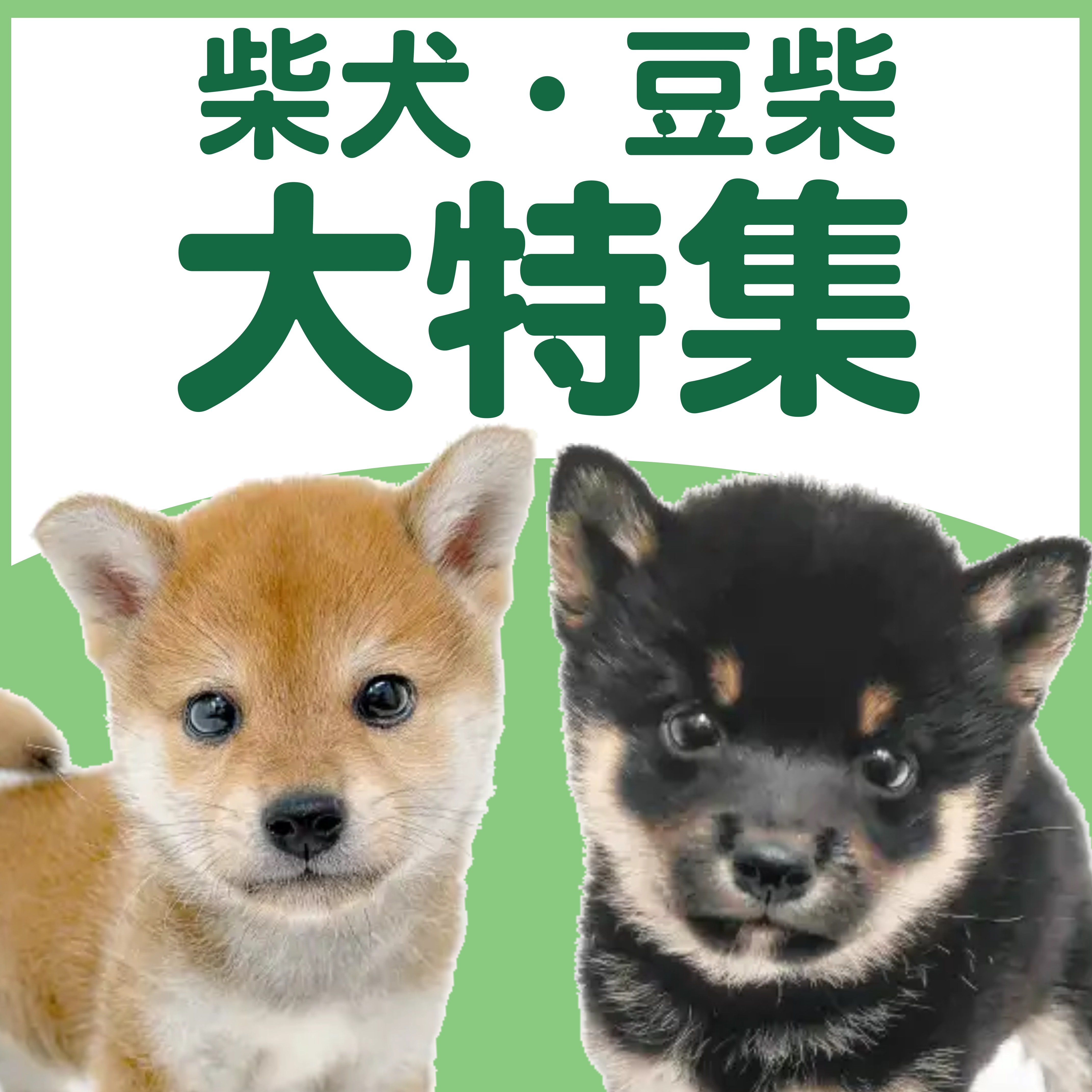 柴犬・豆柴特集 】11/13現在在店中の日本を代表する人気犬種！最新動画