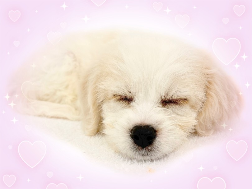 会いに来てね！ | MIX犬 キャバション （14-222） - 城山店