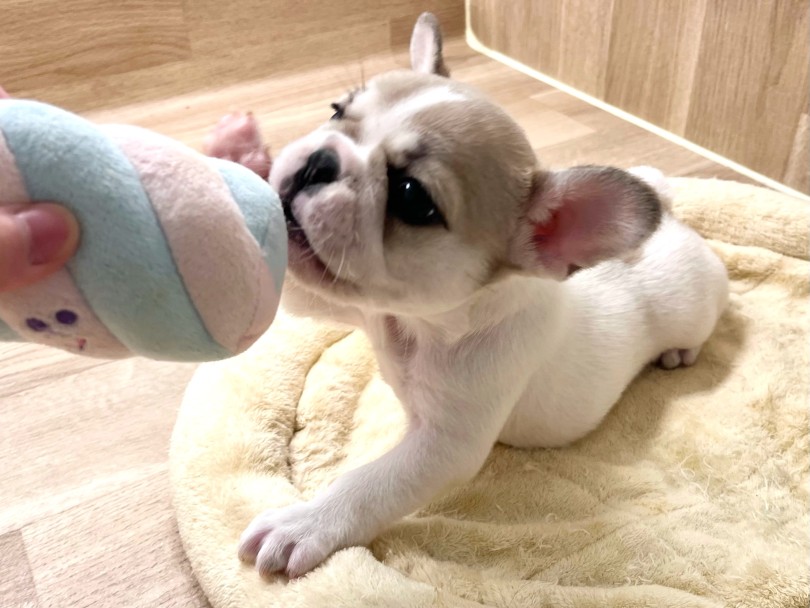 天真爛漫で超人懐っこい女の子♡ | フレンチブルドック (20-277) - 北戸田店