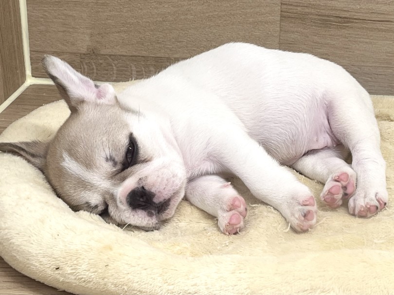 初めてワンちゃんをお迎えする方にもピッタリな逸材です! | フレンチブルドック (20-277) - 北戸田店