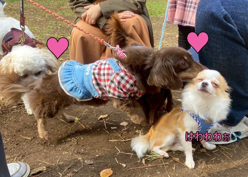 初参加キャバションのハピ、ダックスの愛、チワワのかんすけ | 過去最多の参加頭数33頭！！11回目のオフ会レポ！ - 横浜 大倉山店