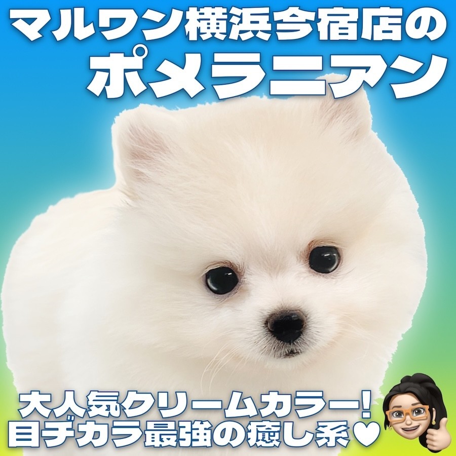 ポメラニアン 】爆毛クリームカラーを纏った甘え上手なたぬきポメ登場
