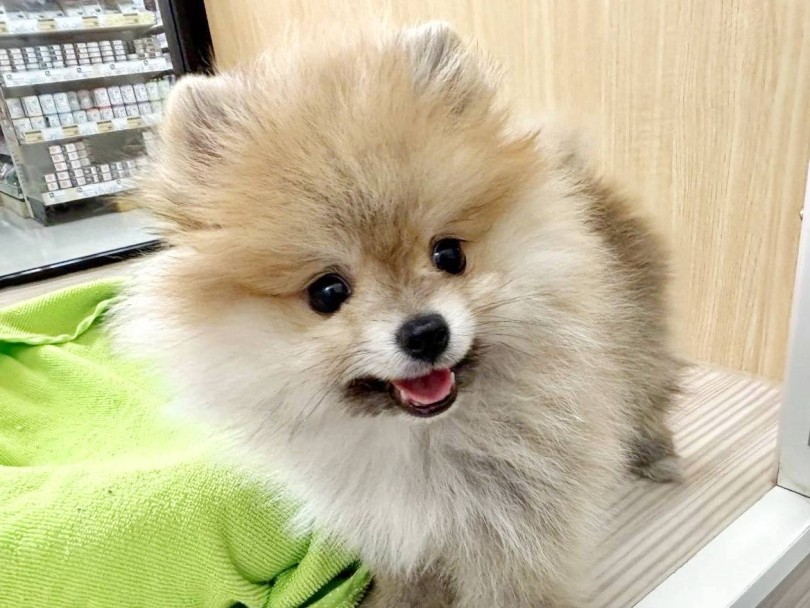 | ポメラニアン (17-279) - 高井戸店