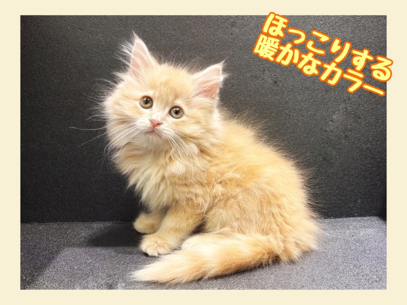 毛色の美しさと輝きにもご注目ください！ | サイベリアン （21-269） - 鶴ヶ島店