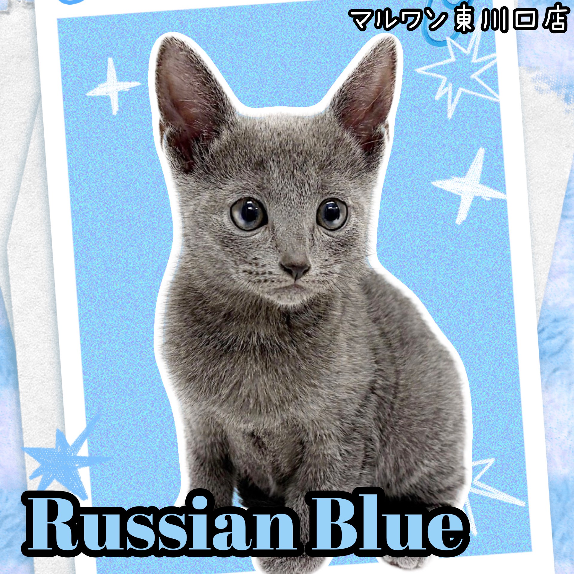 まんまるだにゃん！ マスコット ロシアンブルー ロシアンブルー 】可愛いお顔に性格！最強の二刀流ロシアンブルーが