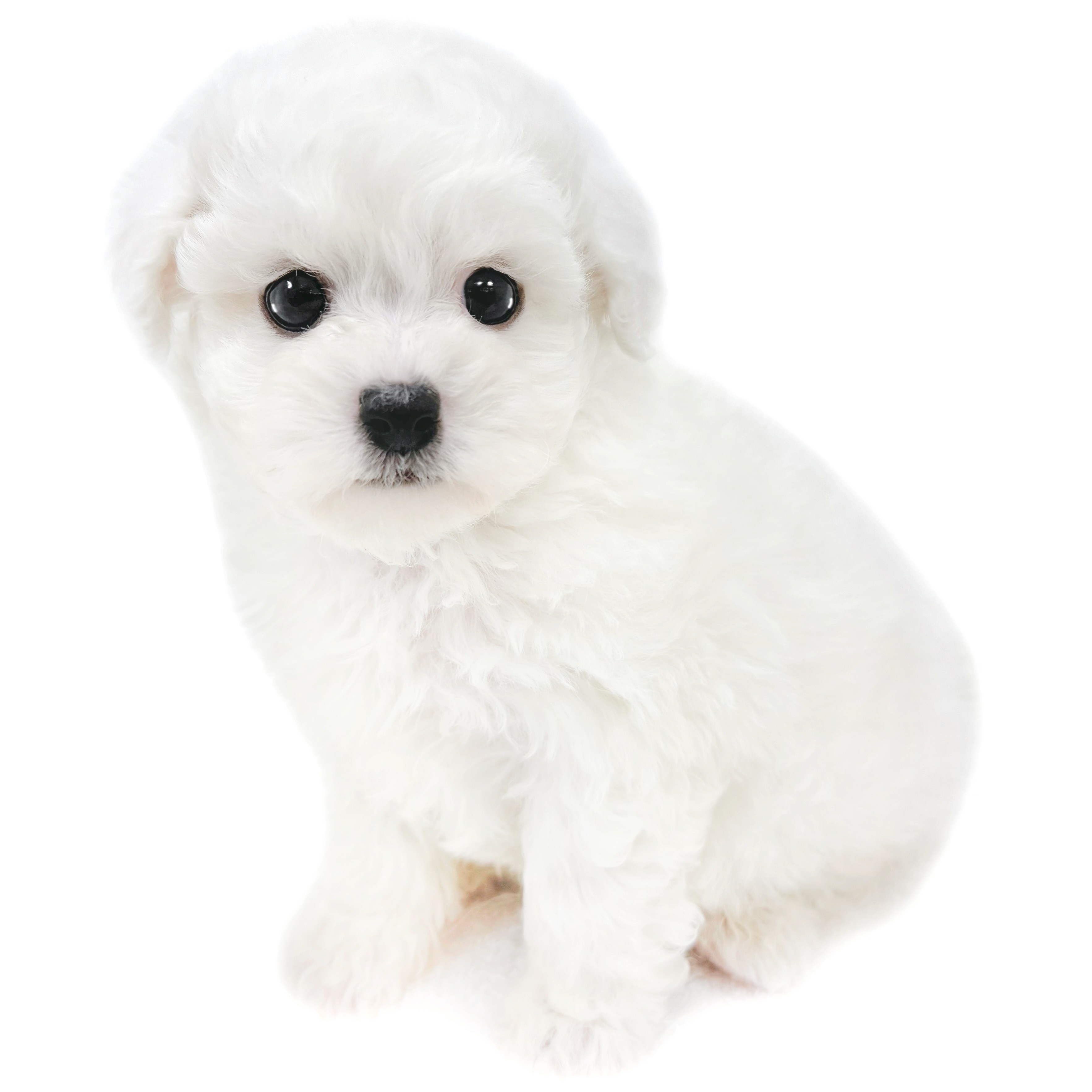 ビションフリーゼ | ペットショップ マルワン 小さめ子犬 美形な子猫