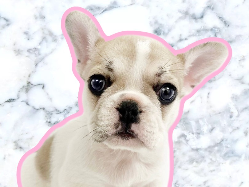 愛嬌の塊!癒し系フェイス | フレンチブルドック (20-277) - 北戸田店