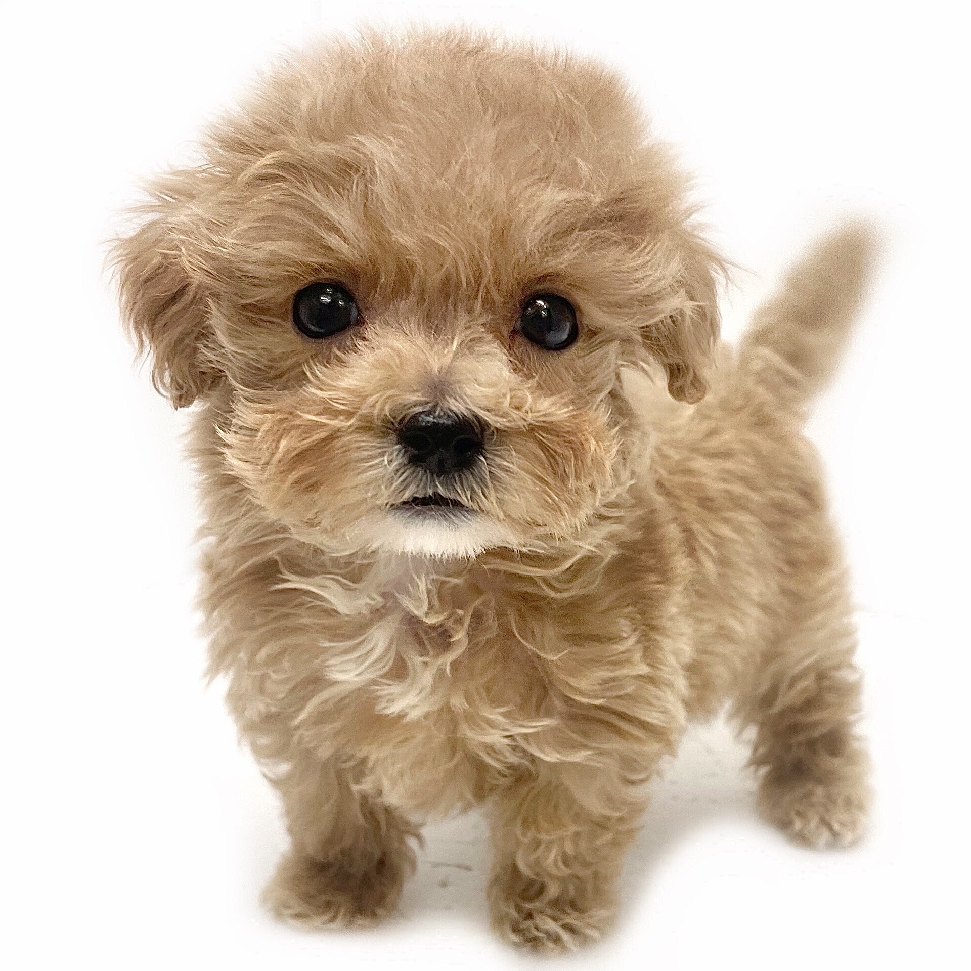 MIX（マルチーズ×トイプードル） | ペットショップ マルワン 小さめ