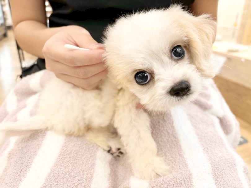 耳掃除も上手 | MIX犬 キャバション （14-222） - 城山店