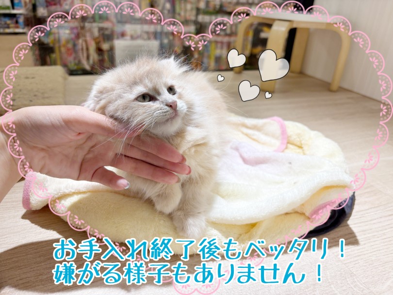 お手入れ=楽しい時間 | サイベリアン （21-269） - 鶴ヶ島店