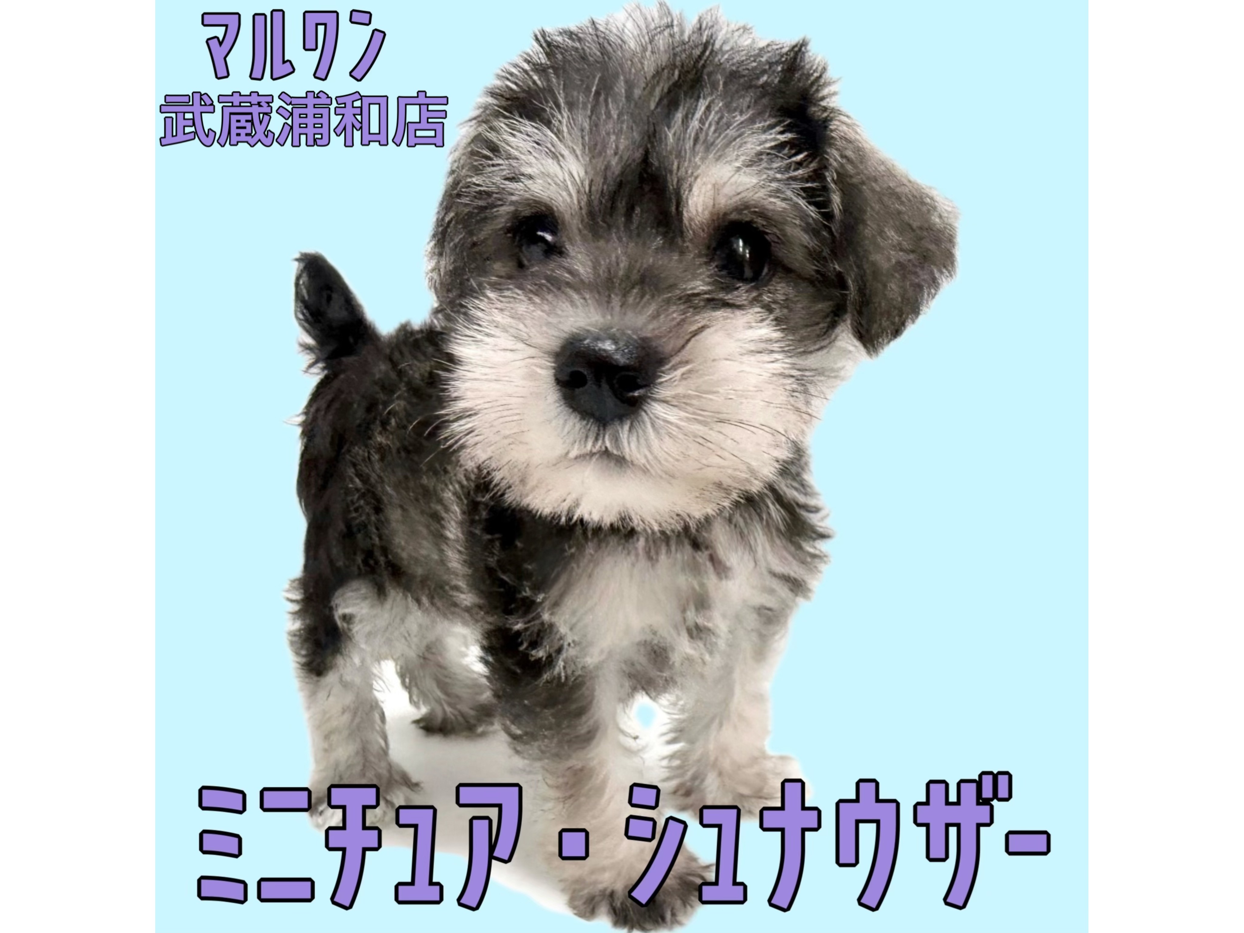 ミニチュア・シュナウザー 】童顔で癒し系なソルト＆ペッパーの女の子