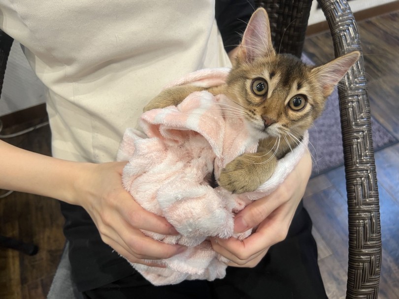 日々の変化を追うのが楽しみになる、そんな魅力たっぷりの成長ぶりです♡ | ソマリ (02-147) - 横浜 白楽店