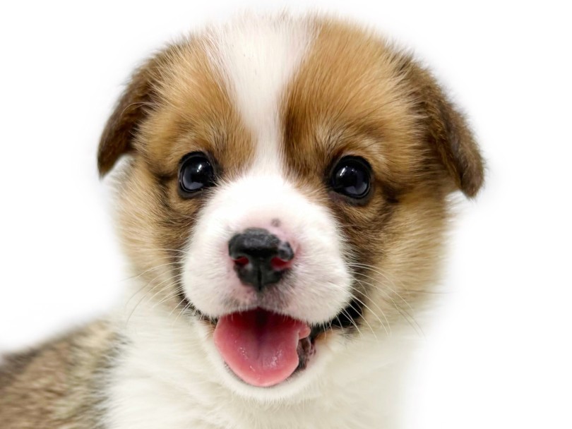 天使のような可愛さのお顔 | ウェルシュコーギーペンブローク (04-292) - さいたま 武蔵浦和店