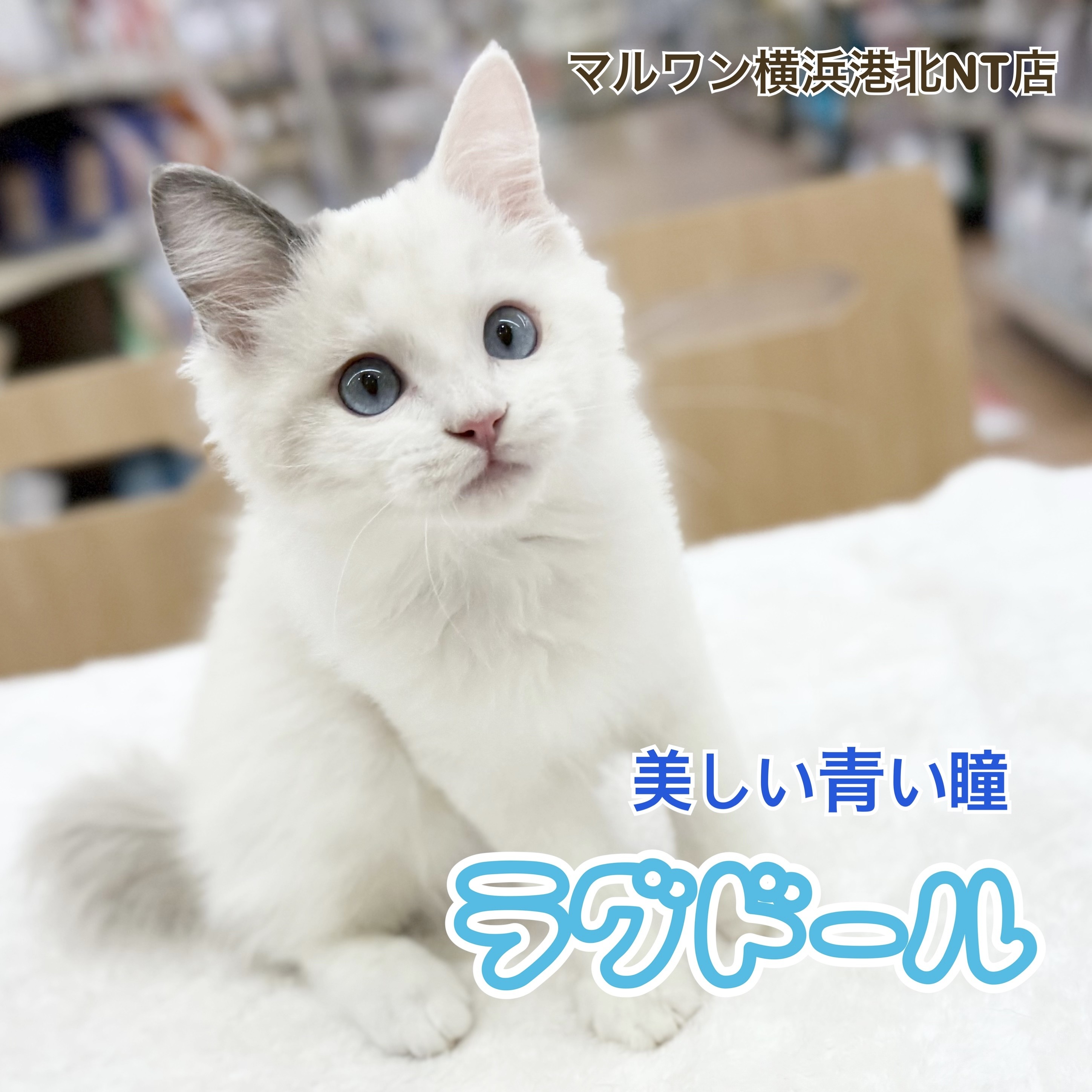 6d4c73132771c68dbeadeff0b03c0f