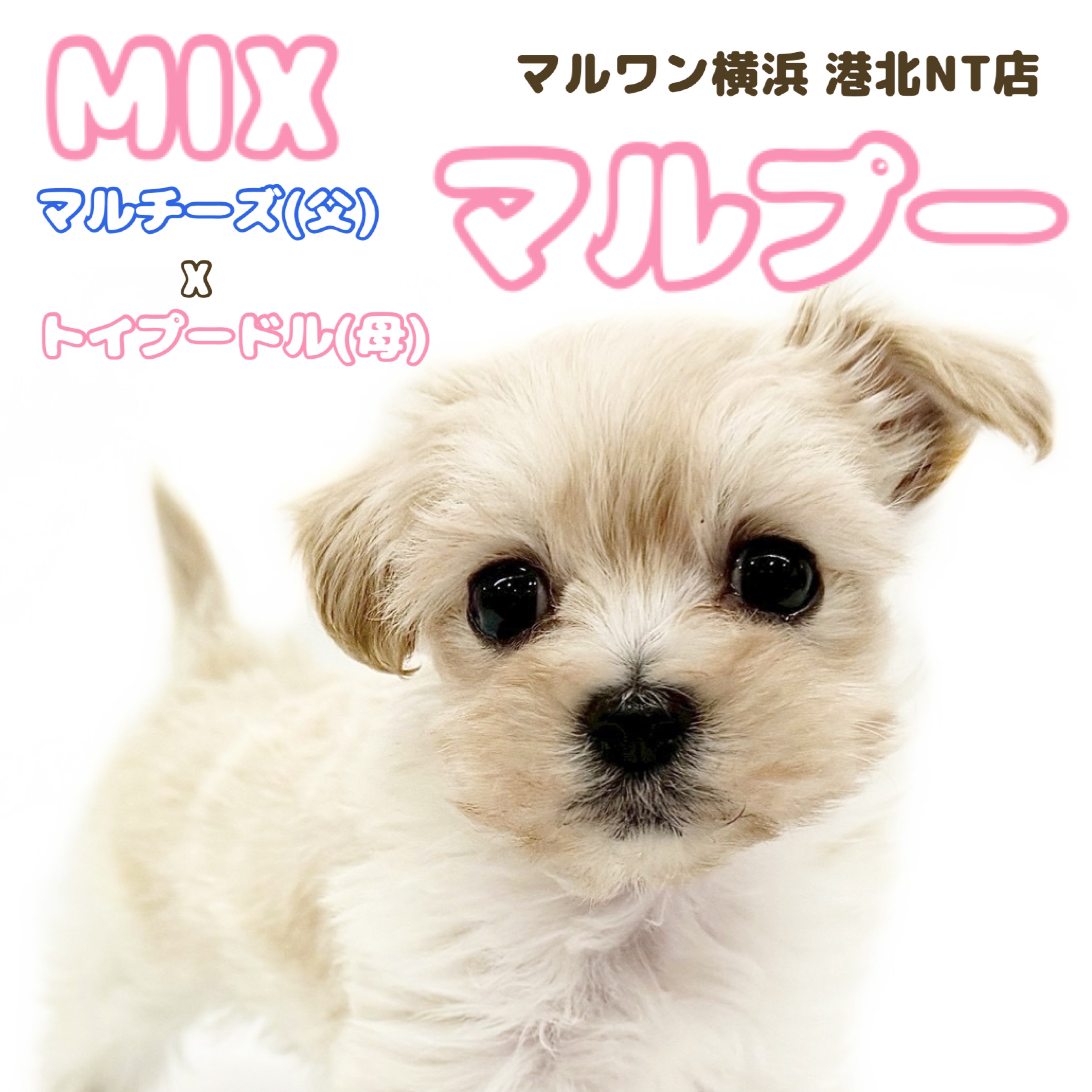 MIX 】手のひらサイズの小さな天使、マルプーちゃん登場！ | マルワン