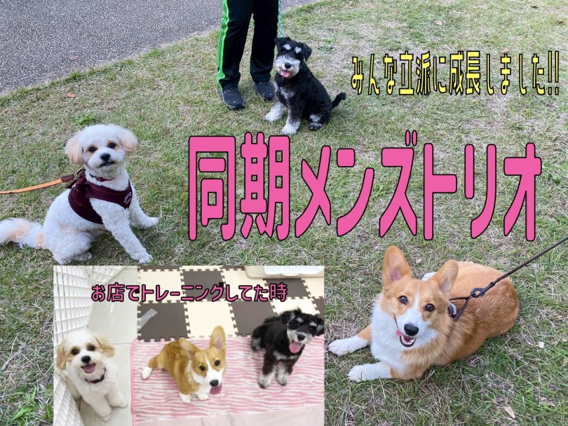 同期メンバーのハピ・部長・ぽち！ | 過去最多の参加頭数33頭！！11回目のオフ会レポ！ - 横浜 大倉山店