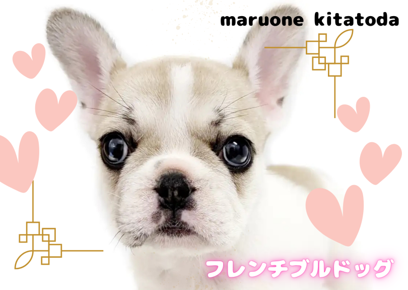 【 フレンチブルドック 】愛嬌たっぷりのお顔立ちに注目!パイドカラーのお姫様入店