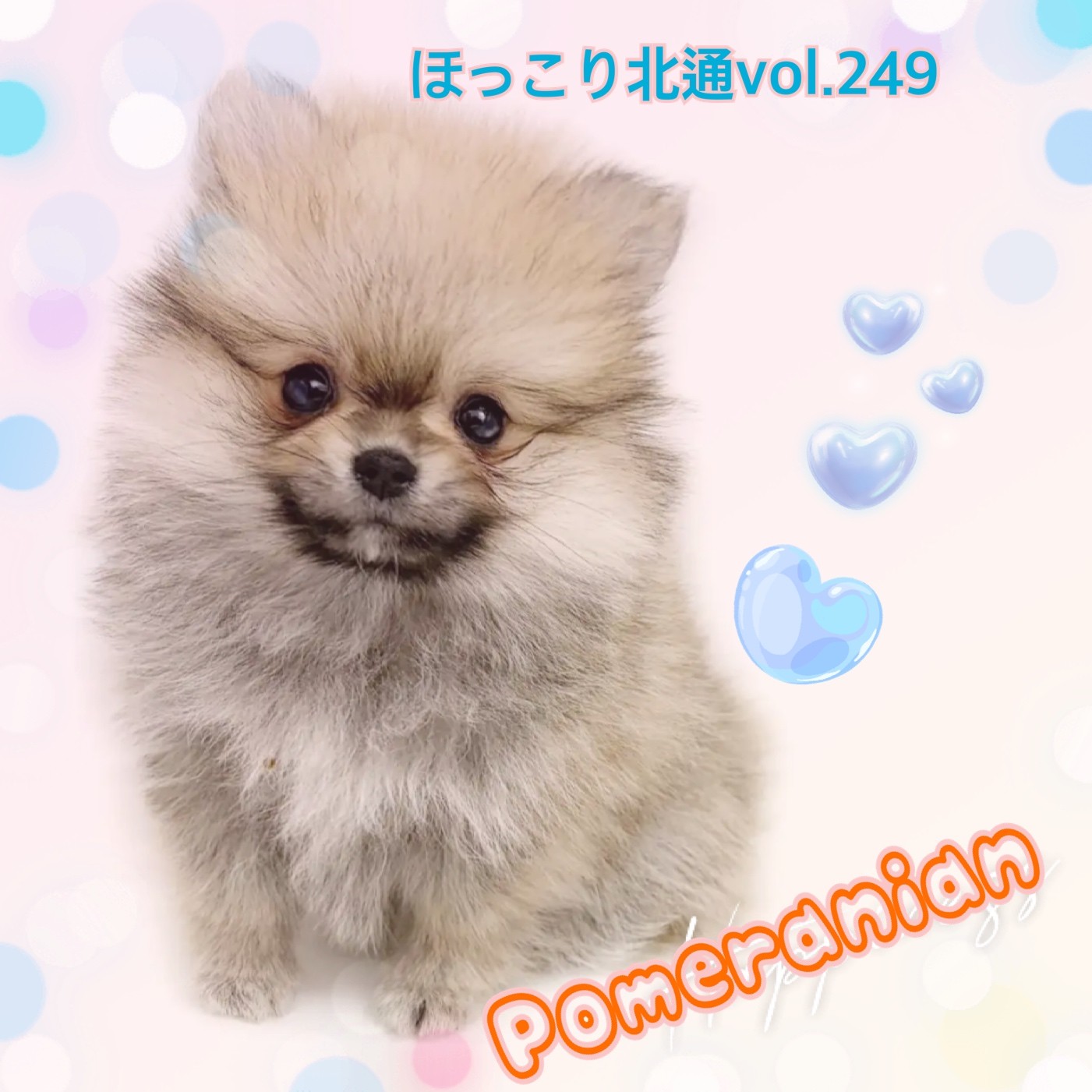 ほっこり北通vol.249 】たぬき顔のポメラニアンが北戸田店に降臨