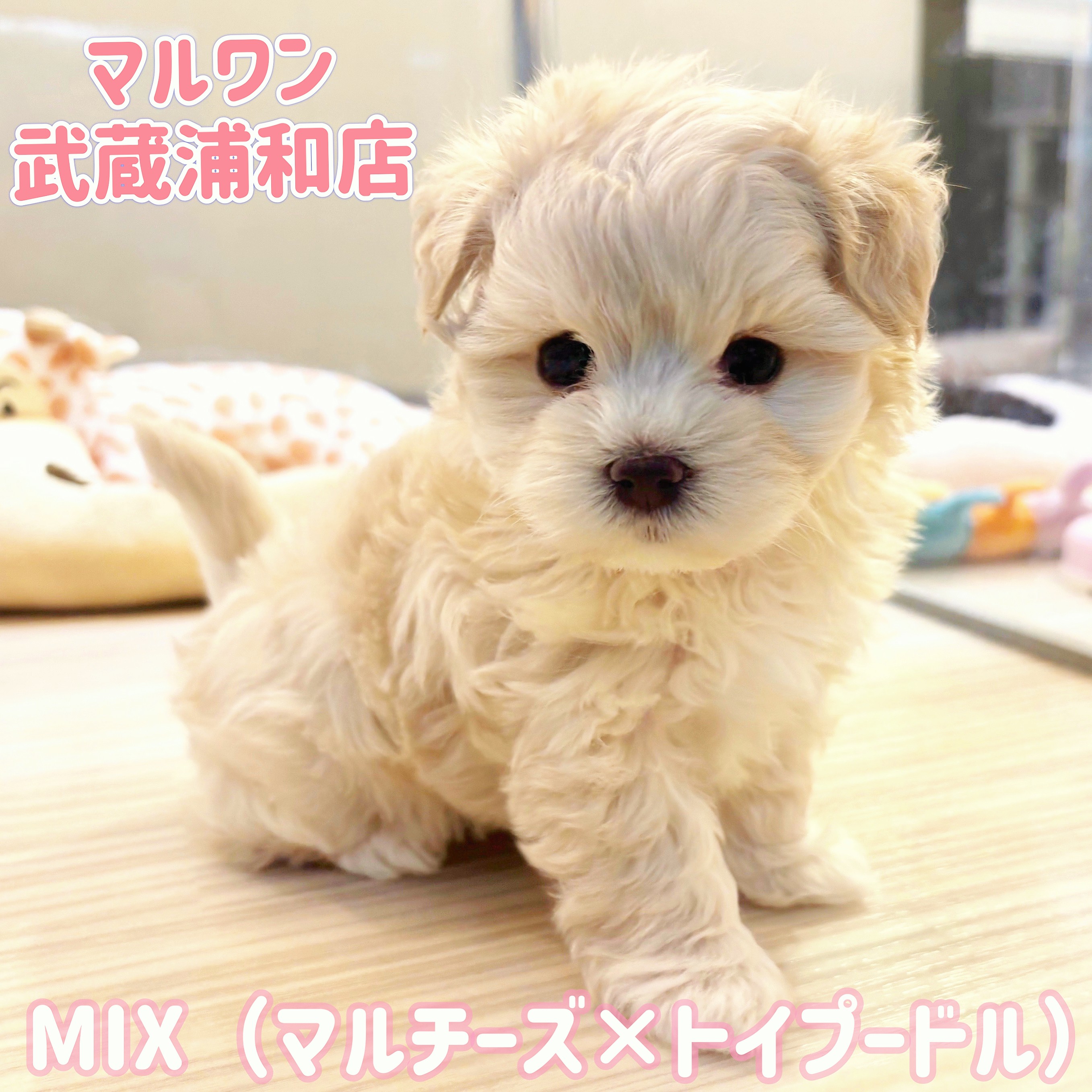 お値下げ！送料込み♡マルプーちゃん。ふわふわワンコ♡ マルプー 】マルチーズとトイプードルの大人気MIX！クリームの女の子