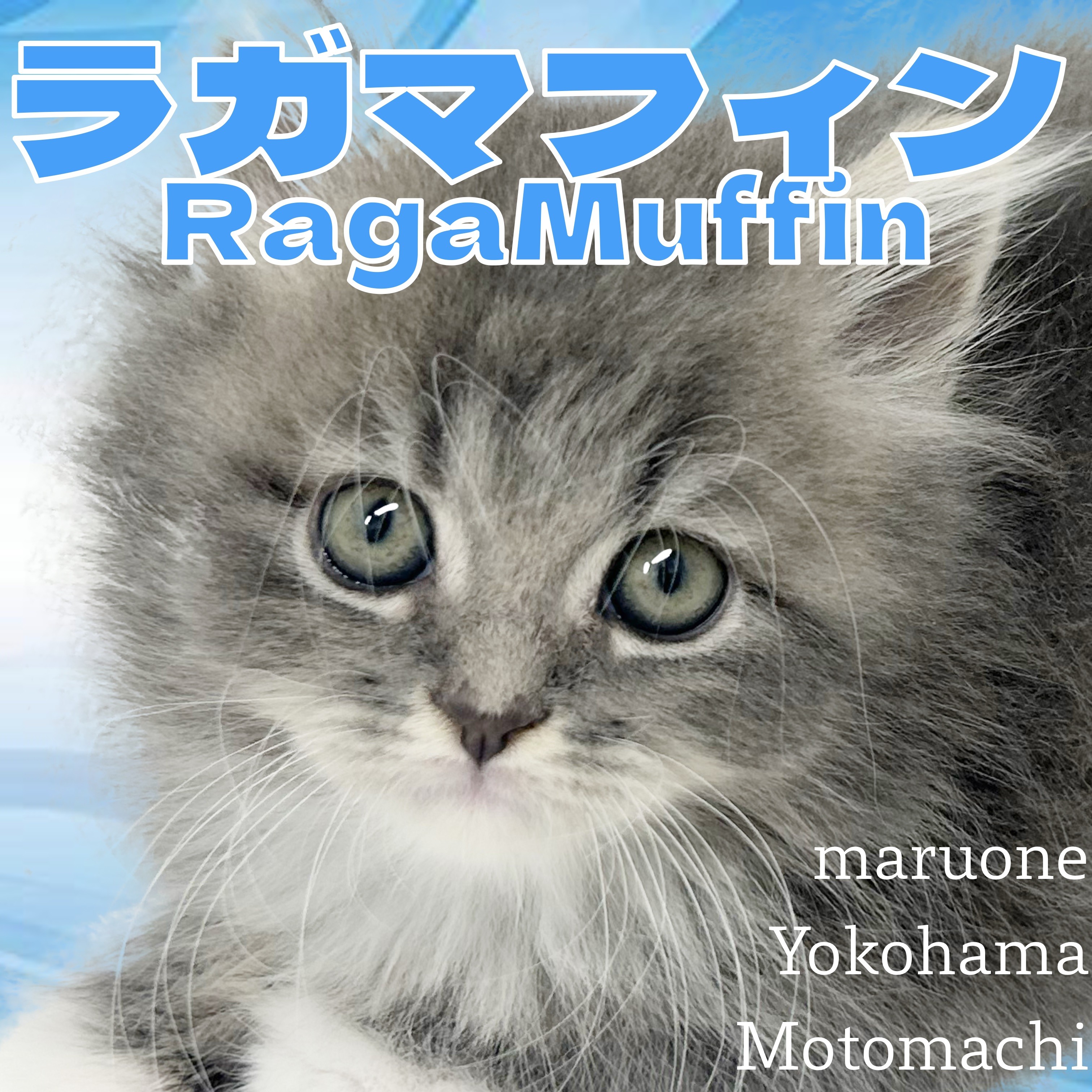 ラガマフィン 】圧倒的可愛さベビーフェイスラガちゃん横浜元町店に